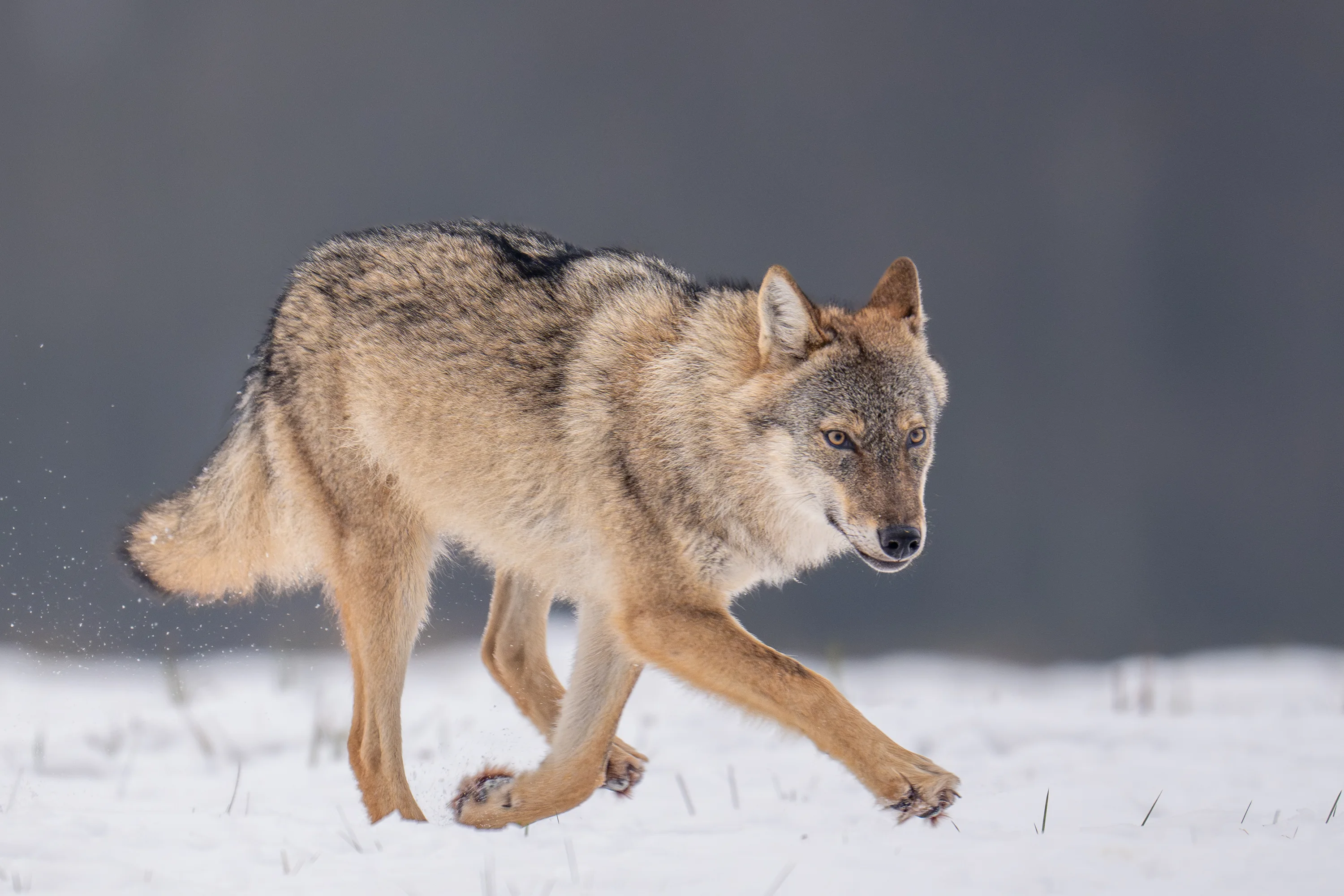 Warmia Elite Wildlife Photography gallery image 20